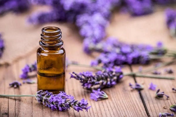 Tidak Hanya Untuk Hiasan  Bunga Lavender Punya 5 Manfaat 